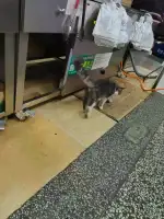 8月5日东莞市霄边新河路14号三津汤包附近发现流浪猫,宠物猫,猫咪【流浪猫线索】