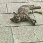 9月1日忻州市忻府区丽都锦城领养猫,宠物猫,猫咪【领养启示/启事】