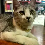 10月10日合肥市庐阳区步行街附近走失猫,宠物猫,猫咪【寻猫启示/启事】