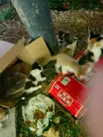 9月21日南京市秦淮区虎踞南路60号楼后河边发现流浪猫,宠物猫,猫咪【流浪猫线索】