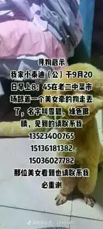 9月20日郑州市新郑市商业步行街老二中菜市场走失泰迪,贵宾,泰迪熊【寻泰迪/贵宾启示/启事】