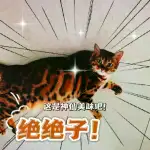 9月2日沈阳市苏家屯区青松西路68-4走失孟加拉豹猫【寻豹猫启示/启事】