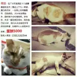 1月1日广州市荔湾区十八甫北曹基直街走失橘猫【寻橘猫启示/启事】