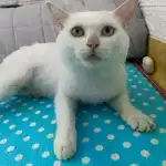 9月8日九江市濂溪区九江市就行领养猫,宠物猫,猫咪【领养启示/启事】