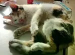 6月9日烟台市芝罘区芝罘岛大疃佳苑街99号楼发现流浪猫,宠物猫,猫咪【流浪猫线索】