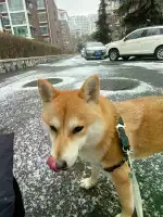 1月20日淄博市银川西路老张家烤羊腿附近向青大附中方向跑了走失土狗,柴犬,田园犬,中华田园犬【寻土狗/田园犬启示/启事】