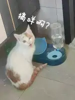 1月31日铁岭市银州区沙子沟小区领养猫,宠物猫,猫咪【领养启示/启事】