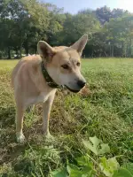 9月14日金华市婺城区浙师大校园捡到流浪土狗,柴犬,田园犬,中华田园犬【土狗/田园犬招领启示/启事】