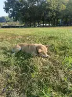 9月14日金华市婺城区浙师大校园捡到流浪土狗,柴犬,田园犬,中华田园犬【土狗/田园犬招领启示/启事】