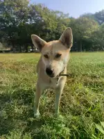 9月14日金华市婺城区浙师大校园捡到流浪土狗,柴犬,田园犬,中华田园犬【土狗/田园犬招领启示/启事】