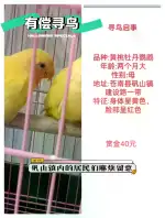 10月25日温州市苍南县矾山镇建设路一带走失牡丹鹦鹉【寻牡丹鹦鹉启示/启事】