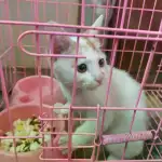 10月13日邢台市沙河市赵泗水走失猫,宠物猫,猫咪【寻猫启示/启事】