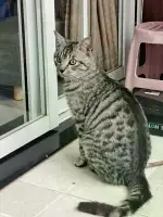 11月26日株洲市芦淞区碧玉花园领养猫,宠物猫,猫咪【领养启示/启事】