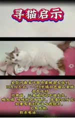 11月1日许昌市襄城县襄城县袁张村走失猫,宠物猫,猫咪【寻猫启示/启事】