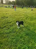 10月3日临汾市曲沃县曲沃县东关小学附近走失边牧,边境牧羊犬【寻边牧/边境牧羊犬启示/启事】