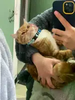 2月10日嘉兴市嘉善县明珠小区走失橘猫【寻橘猫启示/启事】