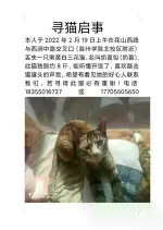 2月19日滁州市琅琊区西涧中路走失田园猫,家猫【寻田园猫/家猫启示/启事】