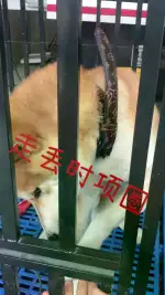 11月19日盐城市东台市溱东镇开一村走失秋田犬【寻秋田犬启示/启事】