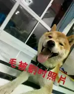 11月19日盐城市东台市溱东镇开一村走失秋田犬【寻秋田犬启示/启事】