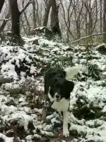 3月1日无锡市锡山区锡山区玖御半岛领养边牧,边境牧羊犬【领养启示/启事】