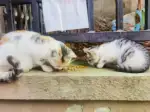 3月12日合肥市蜀山区华地公馆发现流浪猫,宠物猫,猫咪【流浪猫线索】