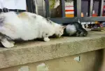 3月12日合肥市蜀山区华地公馆发现流浪猫,宠物猫,猫咪【流浪猫线索】