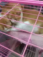 2月2日潮州市湘桥区南春路走失橘猫【寻橘猫启示/启事】