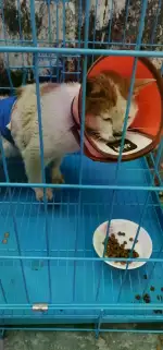 3月17日潮州市湘桥区南春中学对面陵溪里发现流浪猫,宠物猫,猫咪【流浪猫线索】