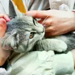 2月15日佛山市三水区富善花园捡到流浪猫,宠物猫,猫咪【猫招领启示/启事】