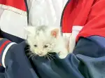 4月21日泉州市安溪县捡到的领养猫,宠物猫,猫咪【领养启示/启事】