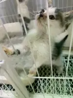 5月16日临汾市尧都区临汾领养猫,宠物猫,猫咪【领养启示/启事】