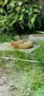 5月2日无锡市滨湖区周新苑东三期发现流浪橘猫【流浪橘猫线索】