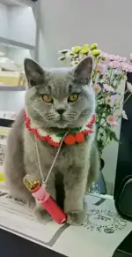 6月17日自贡市富顺县黄果树盐井街走失猫,宠物猫,猫咪【寻猫启示/启事】