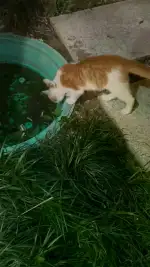 6月16日温州市瑞安市安阳城发现流浪猫,宠物猫,猫咪【流浪猫线索】