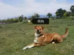 6月24日厦门市海沧区海沧新垵领养土狗,柴犬,田园犬,中华田园犬【领养启示/启事】