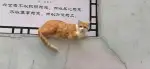 6月28日上饶市广信区友邦皇家公馆领养猫,宠物猫,猫咪【领养启示/启事】