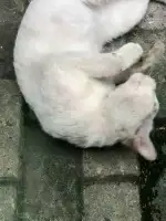 6月4日苏州市姑苏区日规路发现流浪猫,宠物猫,猫咪【流浪猫线索】