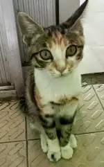 8月11日鄂尔多斯市东胜区亿利资源集团领养猫,宠物猫,猫咪【领养启示/启事】