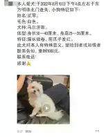 8月10日徐州市云龙区东方明珠北门美地南巷附近走失马尔济斯犬,玛尔济斯犬,马耳他犬,马耳他岛猎犬【寻马尔济斯犬启示/启事】