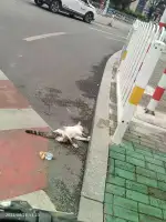 8月25日长治市潞州区紫金西街发现流浪猫,宠物猫,猫咪【流浪猫线索】