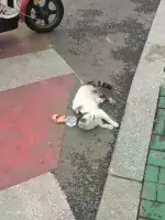 8月25日长治市潞州区紫金西街发现流浪猫,宠物猫,猫咪【流浪猫线索】