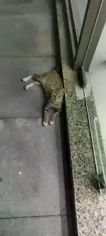 8月29日北海市上海路恒大名都发现流浪猫,宠物猫,猫咪【流浪猫线索】