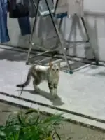 8月6日大理白族自治州大理发现流浪猫,宠物猫,猫咪【流浪猫线索】