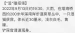 9月13日金华市永康市塔海桥西约200米华溪南岸步道旁草丛捡到流浪英短渐层,英短银渐层,银点渐层,金渐层【英短渐层招领启示/启事】