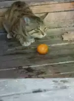 9月20日长沙市天心区太平老街发现流浪猫,宠物猫,猫咪【流浪猫线索】