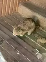 9月20日长沙市天心区太平老街发现流浪猫,宠物猫,猫咪【流浪猫线索】