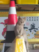 1月24日德州市庆云县渤海路走失英短蓝猫,英国蓝色短毛猫【寻英短蓝猫启示/启事】