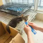 10月1日成都市成华区成都东站附近小区领养猫,宠物猫,猫咪【领养启示/启事】