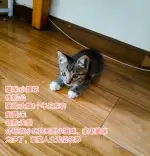 10月1日成都市成华区成都东站附近小区领养猫,宠物猫,猫咪【领养启示/启事】