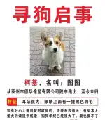 10月1日烟台市莱州市德华橡塑有限公司走失柯基【寻柯基启示/启事】